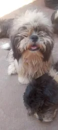 Toddy