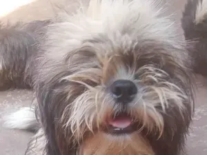 Cachorro raça Shitzu  idade 7 a 11 meses nome Toddy 