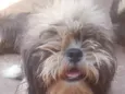 Toddy