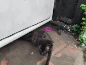 Gato raça SRD-ViraLata idade 7 a 11 meses nome Sem Nome