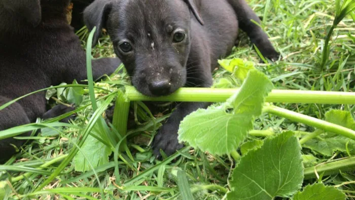 Cachorro ra a SRD-ViraLata idade Abaixo de 2 meses nome Valentina
