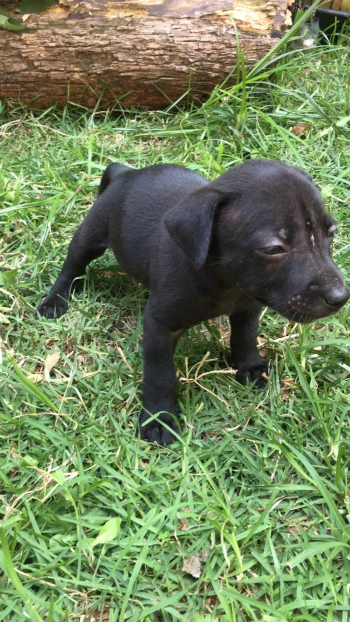 Cachorro ra a SRD-ViraLata idade Abaixo de 2 meses nome Valentina