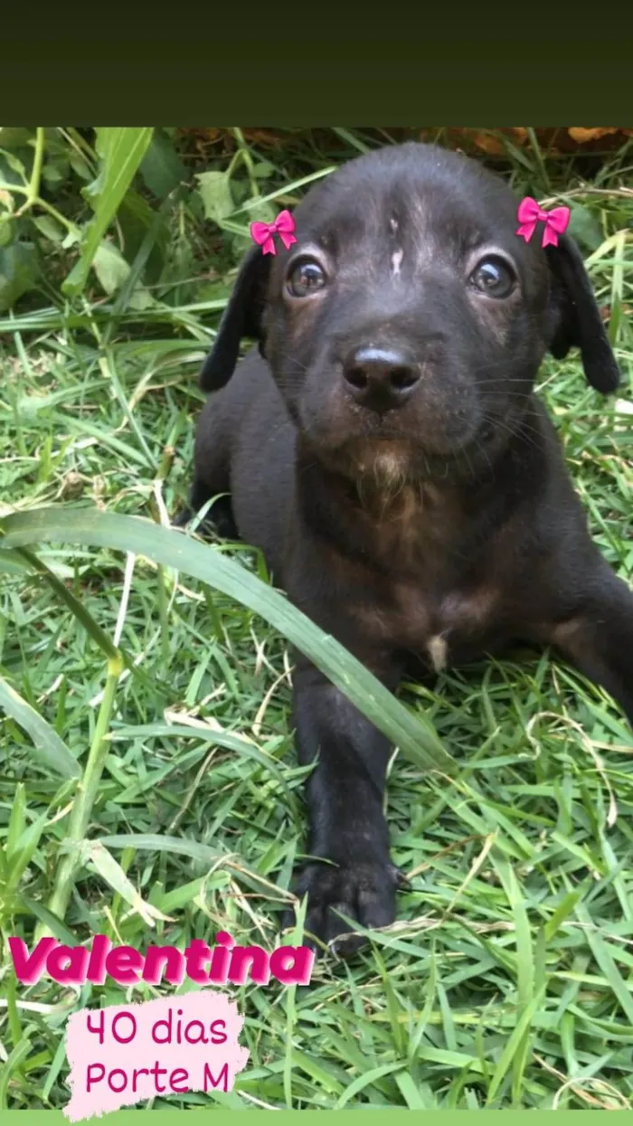 Cachorro ra a SRD-ViraLata idade Abaixo de 2 meses nome Valentina