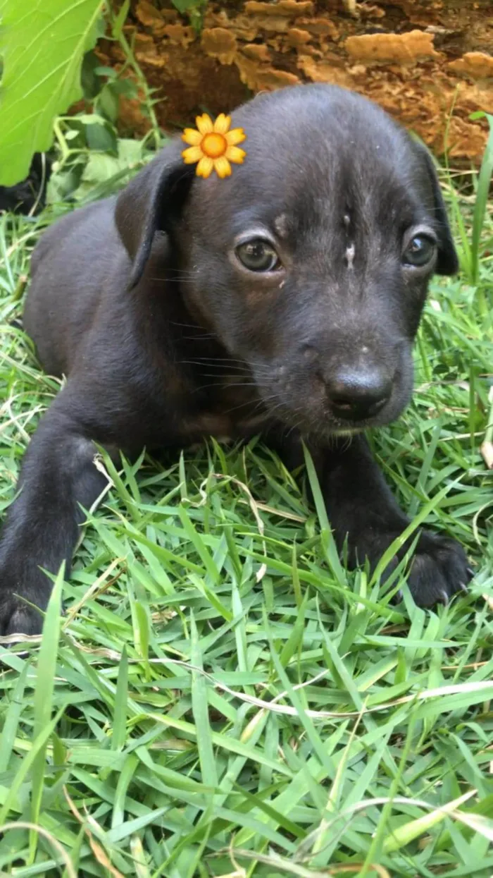 Cachorro ra a SRD-ViraLata idade Abaixo de 2 meses nome Valentina