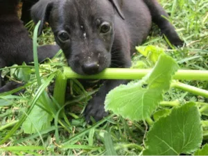 Cachorro raça SRD-ViraLata idade Abaixo de 2 meses nome Valentina