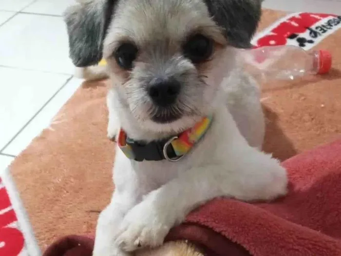 Cachorro ra a Shitzu idade 4 anos nome GRATIFICA - LARI