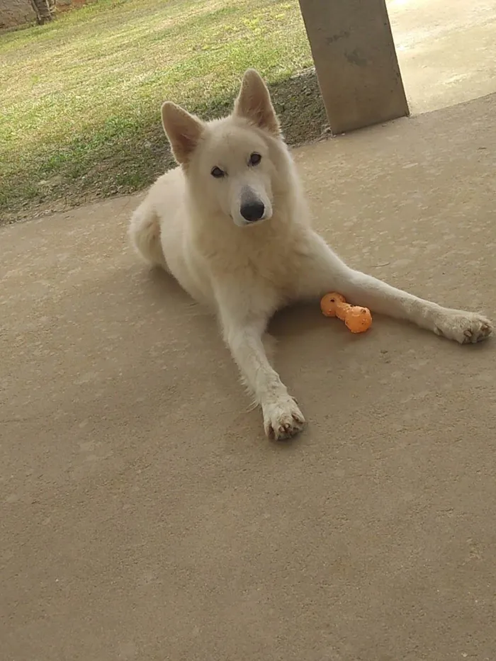 Cachorro ra a Pastor Alemão idade 3 anos nome Gohan