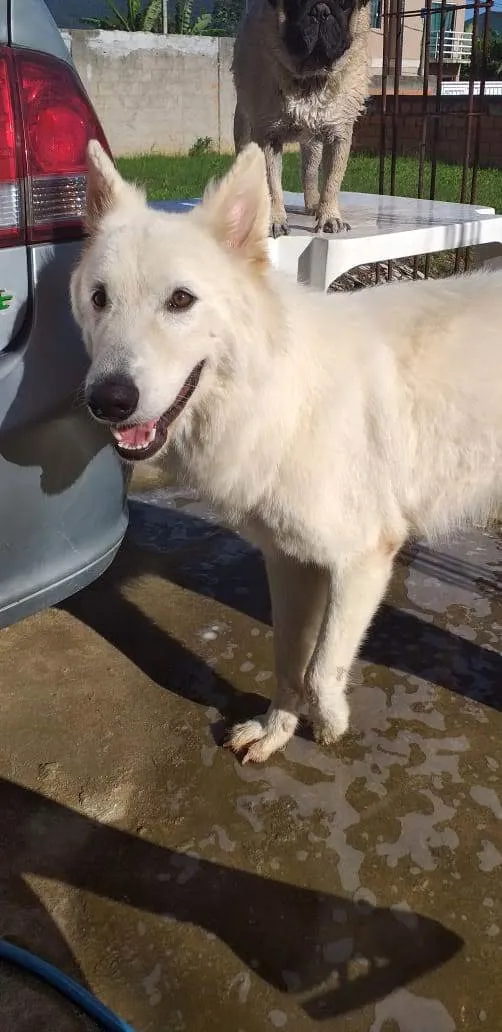 Cachorro ra a Pastor Alemão idade 3 anos nome Gohan