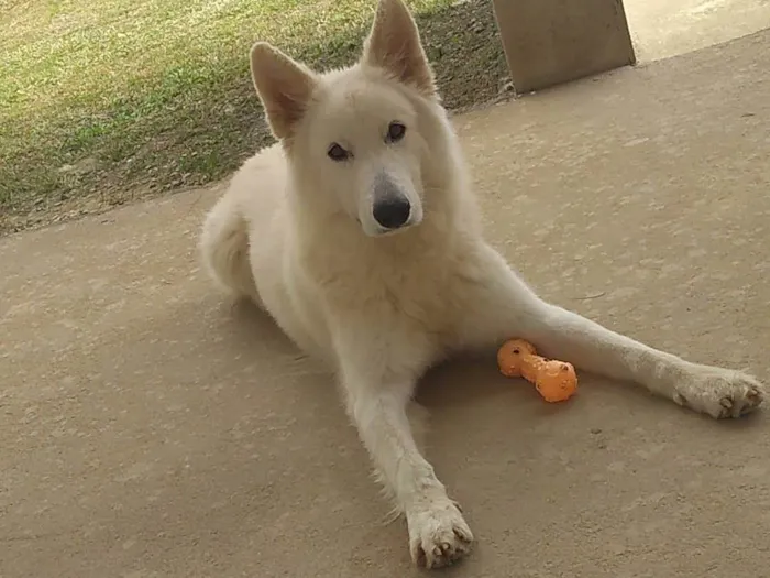 Cachorro ra a Pastor Alemão idade 3 anos nome Gohan