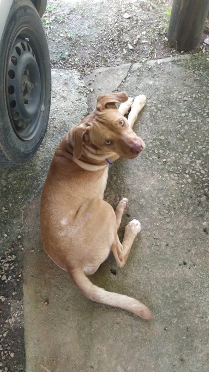 Cachorro ra a SRD-ViraLata idade 1 ano nome Sem nome