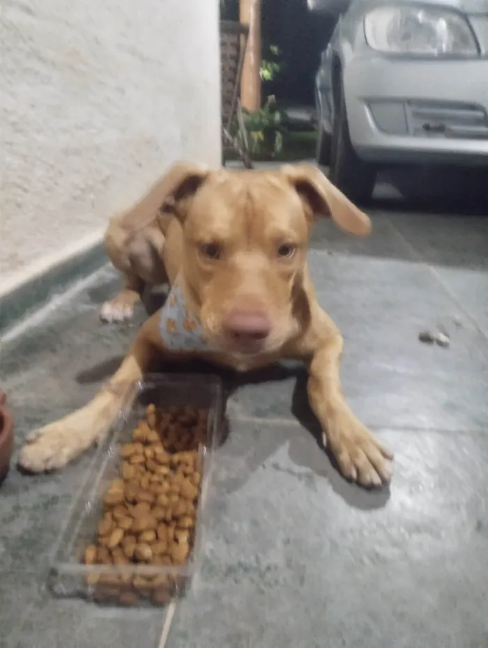 Cachorro ra a SRD-ViraLata idade 1 ano nome Sem nome