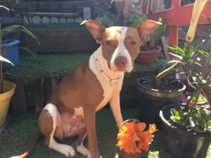 Cachorro raça Pit-Bull idade 2 anos nome Pit