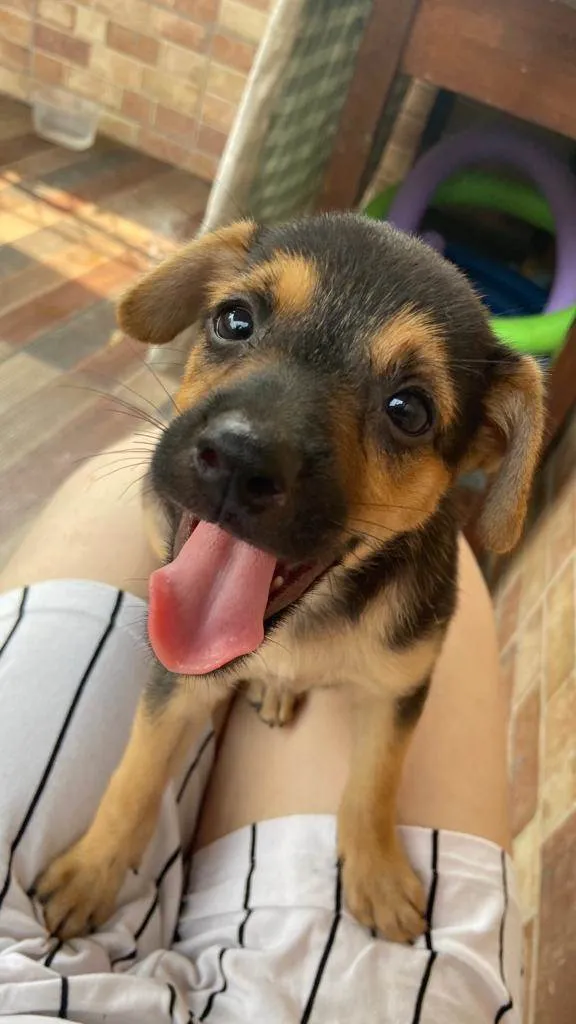 Cachorro ra a SRD-ViraLata idade 2 a 6 meses nome Sem nome