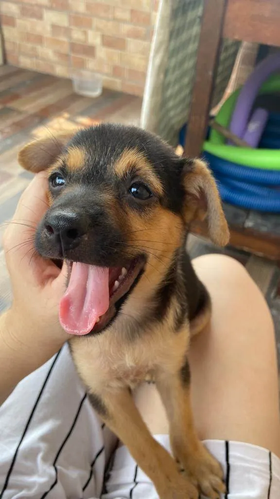 Cachorro ra a SRD-ViraLata idade 2 a 6 meses nome Sem nome