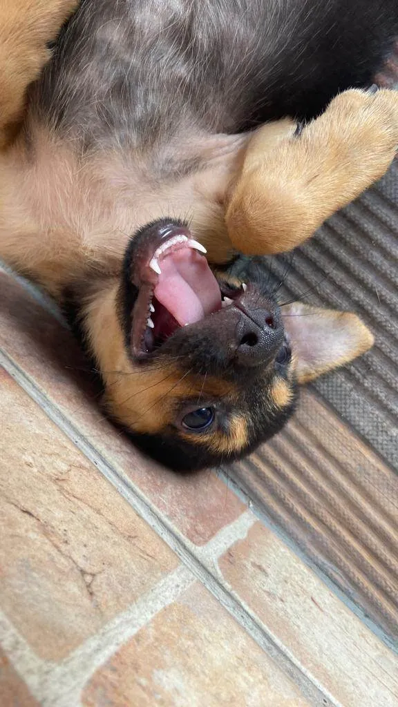 Cachorro ra a SRD-ViraLata idade 2 a 6 meses nome Sem nome