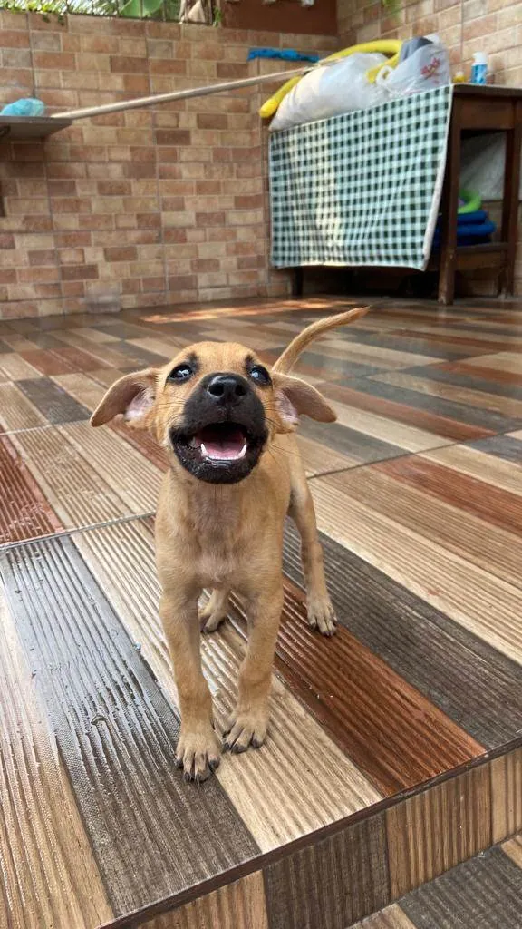 Cachorro ra a SRD-ViraLata idade 2 a 6 meses nome Sem nome