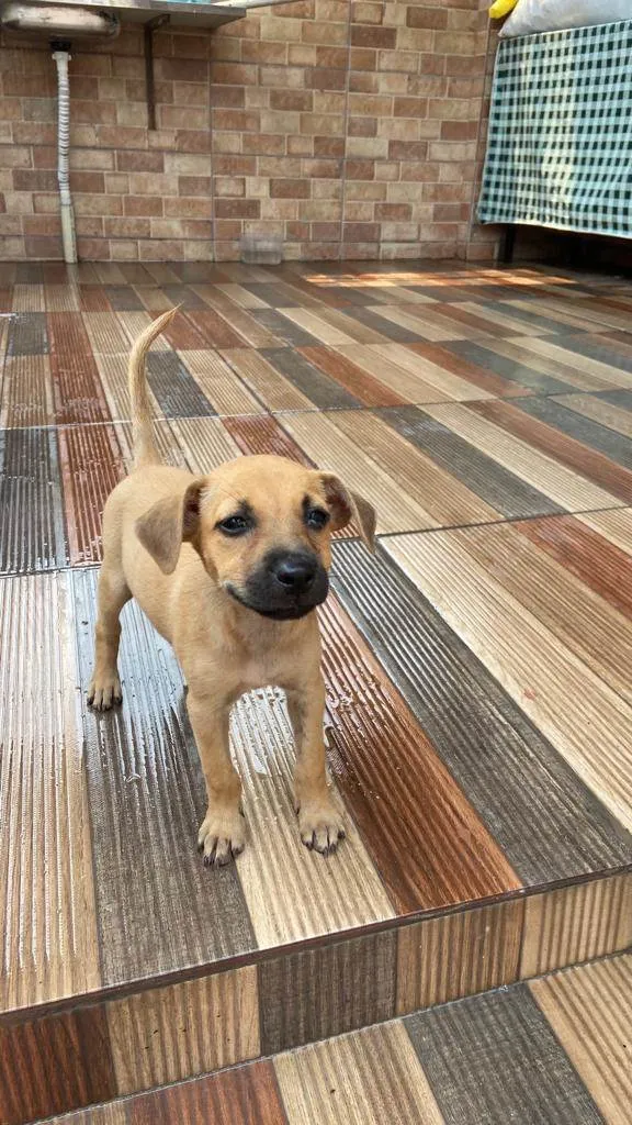 Cachorro ra a SRD-ViraLata idade 2 a 6 meses nome Sem nome
