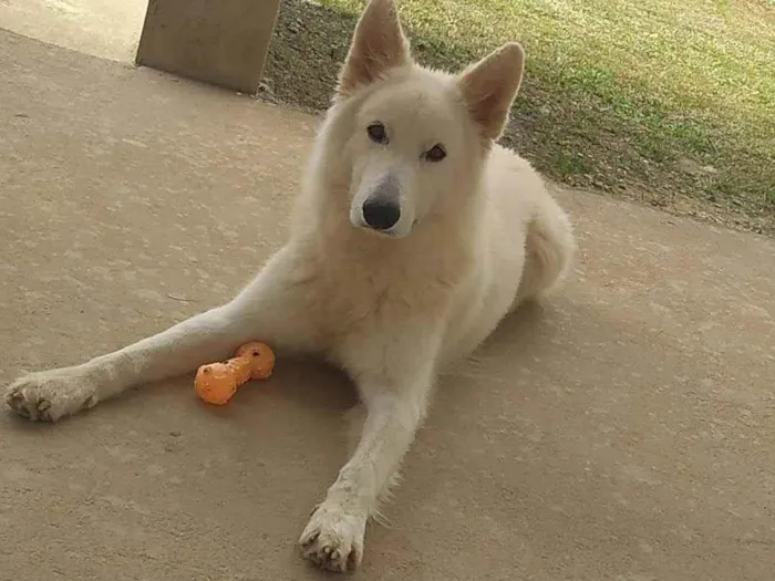 Cachorro ra a Pastor Alemão idade 3 anos nome Gohan