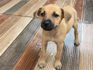 Cachorro raça SRD-ViraLata idade 2 a 6 meses nome Sem nome