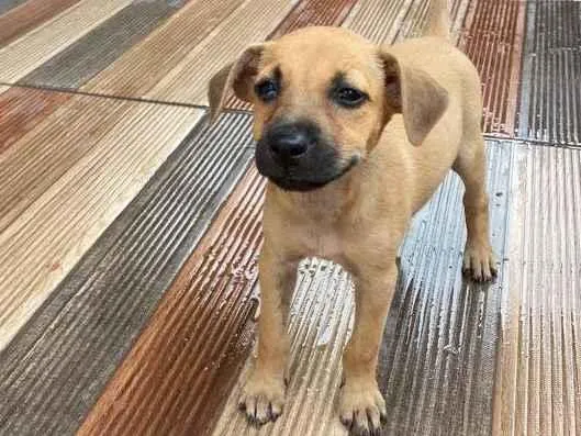 Cachorro ra a SRD-ViraLata idade 2 a 6 meses nome Sem nome