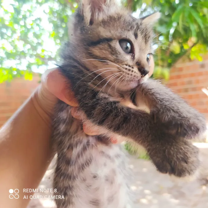 Gato ra a SRD-ViraLata idade Abaixo de 2 meses nome Magnos e Judite 