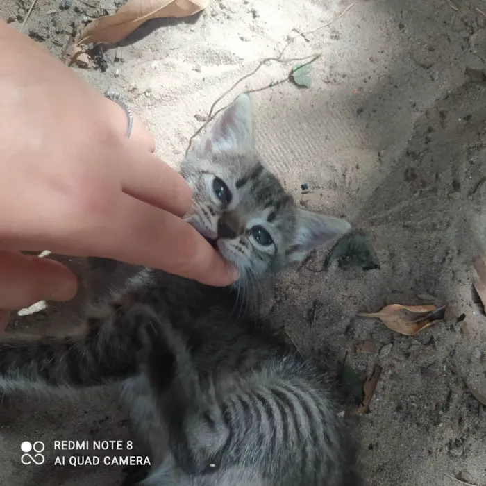 Gato ra a SRD-ViraLata idade Abaixo de 2 meses nome Magnos e Judite 