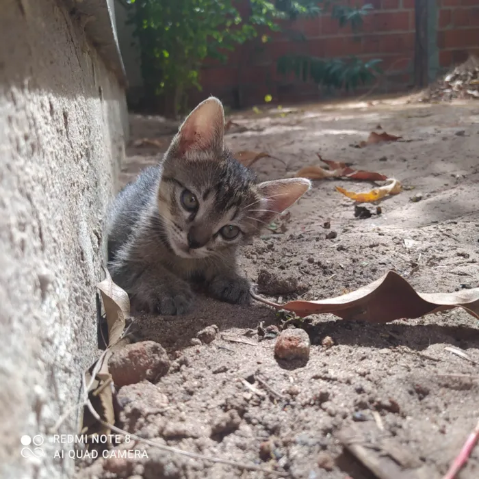 Gato ra a SRD-ViraLata idade Abaixo de 2 meses nome Magnos e Judite 