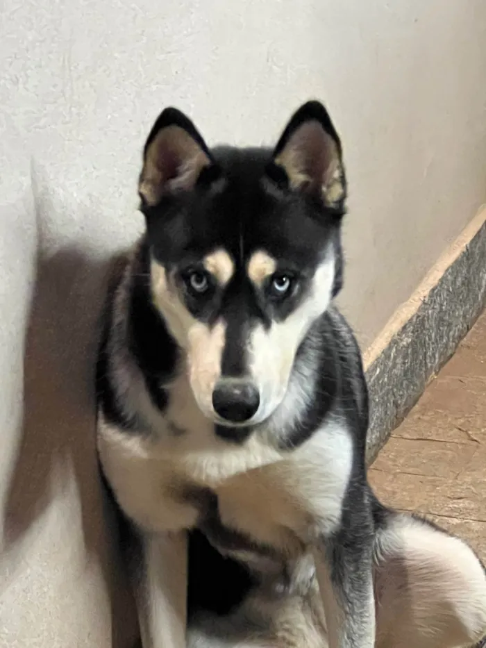 Cachorro ra a Husky Siberiano idade 7 a 11 meses nome Luna 