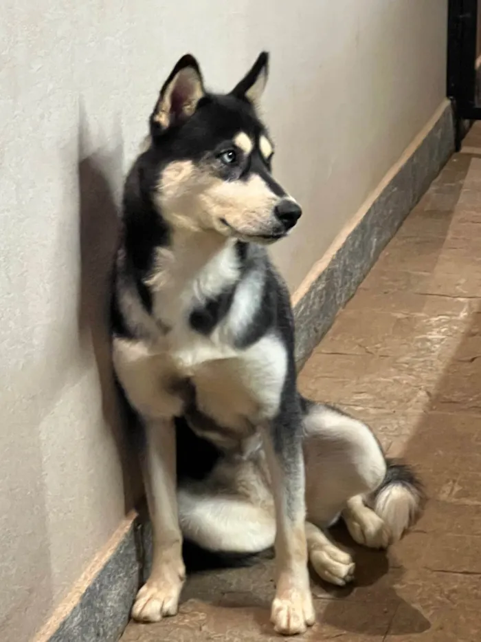 Cachorro ra a Husky Siberiano idade 7 a 11 meses nome Luna 