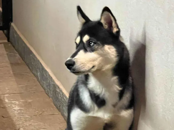 Cachorro ra a Husky Siberiano idade 7 a 11 meses nome Luna 