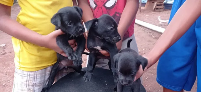 Cachorro ra a SRD-ViraLata idade Abaixo de 2 meses nome Cachorro 