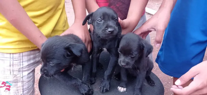 Cachorro ra a SRD-ViraLata idade Abaixo de 2 meses nome Cachorro 