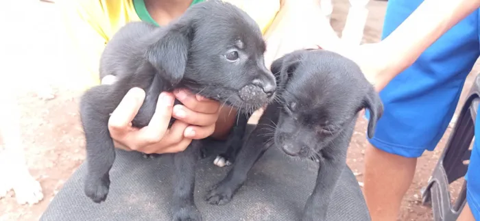 Cachorro ra a SRD-ViraLata idade Abaixo de 2 meses nome Cachorro 