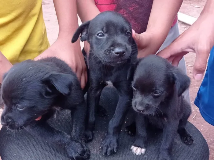 Cachorro ra a SRD-ViraLata idade Abaixo de 2 meses nome Cachorro 