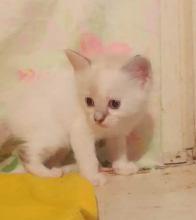 Gato ra a Srd idade Abaixo de 2 meses nome ...........