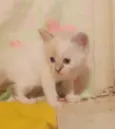 ...........
