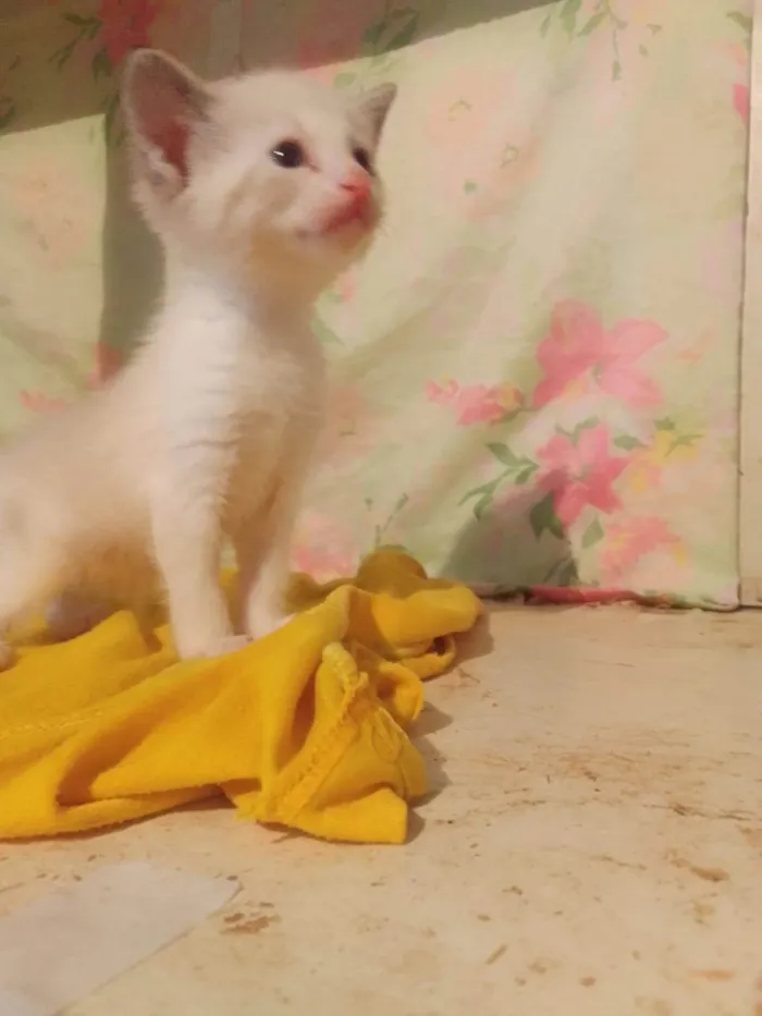 Gato ra a Srd idade Abaixo de 2 meses nome ...........