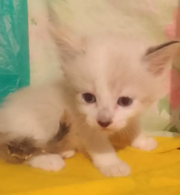 Gato ra a Srd idade Abaixo de 2 meses nome ............