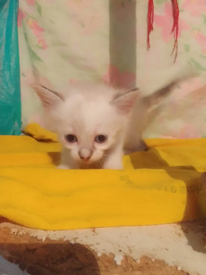 Gato ra a Srd idade Abaixo de 2 meses nome ............
