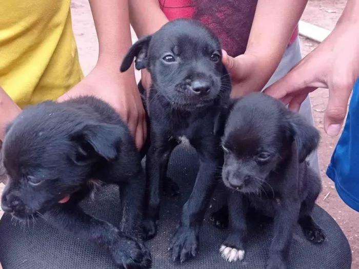 Cachorro ra a SRD-ViraLata idade Abaixo de 2 meses nome Cachorro 