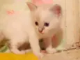 ...........