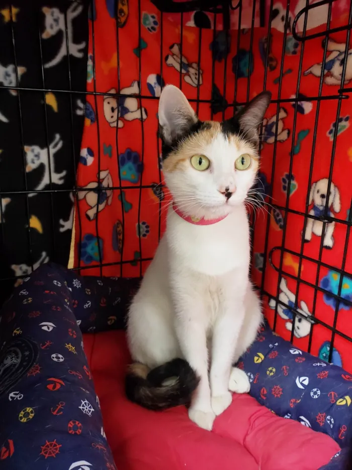 Gato ra a SRD-ViraLata idade 7 a 11 meses nome Amarilis