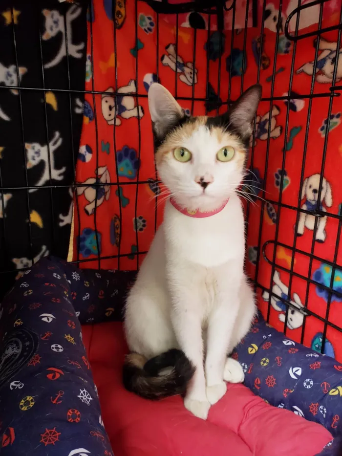 Gato ra a SRD-ViraLata idade 7 a 11 meses nome Amarilis