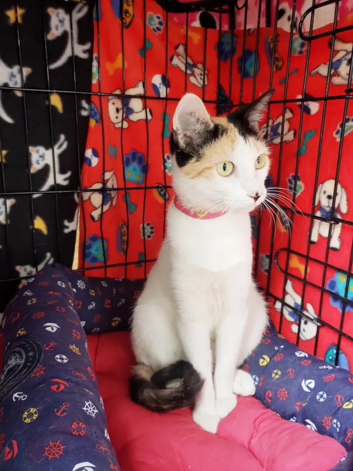 Gato ra a SRD-ViraLata idade 7 a 11 meses nome Amarilis