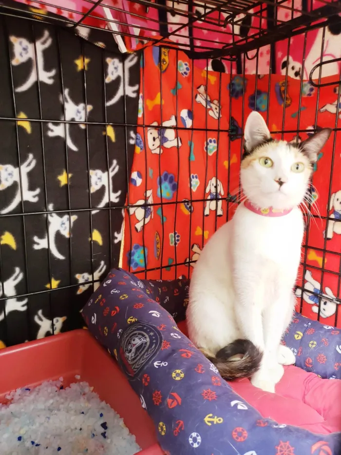 Gato ra a SRD-ViraLata idade 7 a 11 meses nome Amarilis