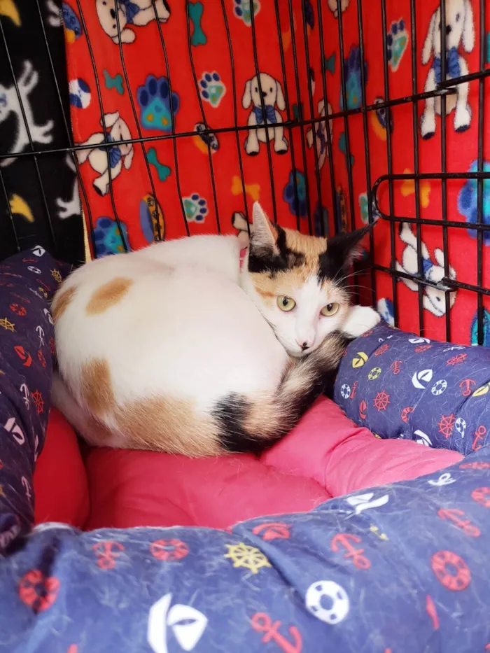 Gato ra a SRD-ViraLata idade 7 a 11 meses nome Amarilis