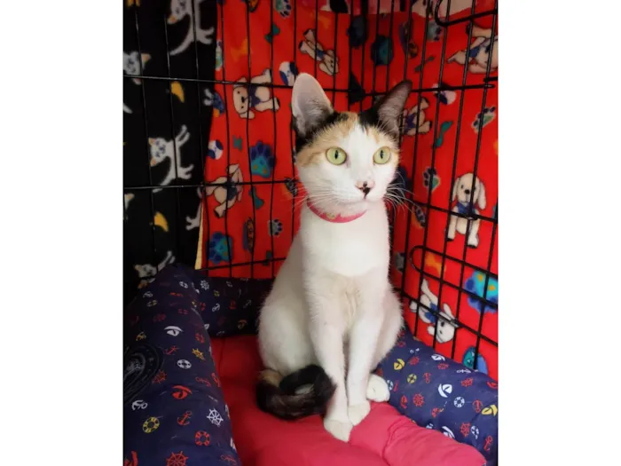 Gato ra a SRD-ViraLata idade 7 a 11 meses nome Amarilis
