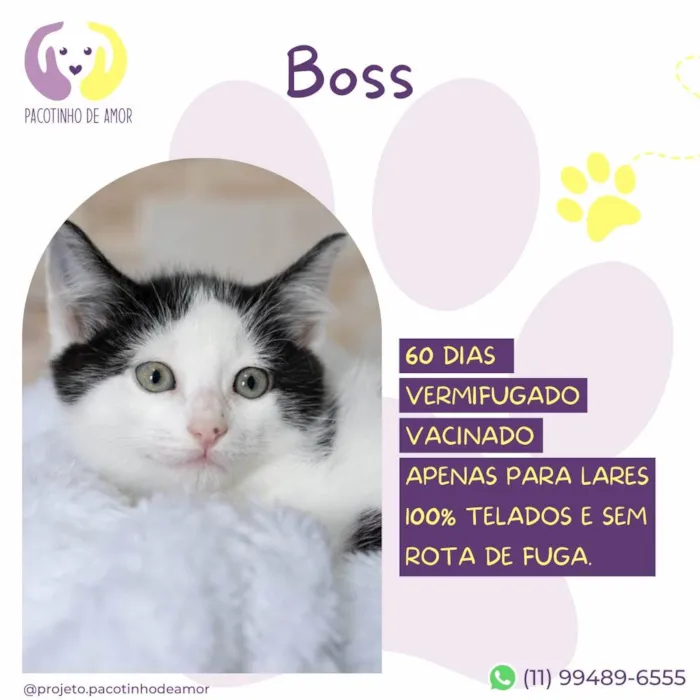 Gato ra a SRD-ViraLata idade 2 a 6 meses nome Boss
