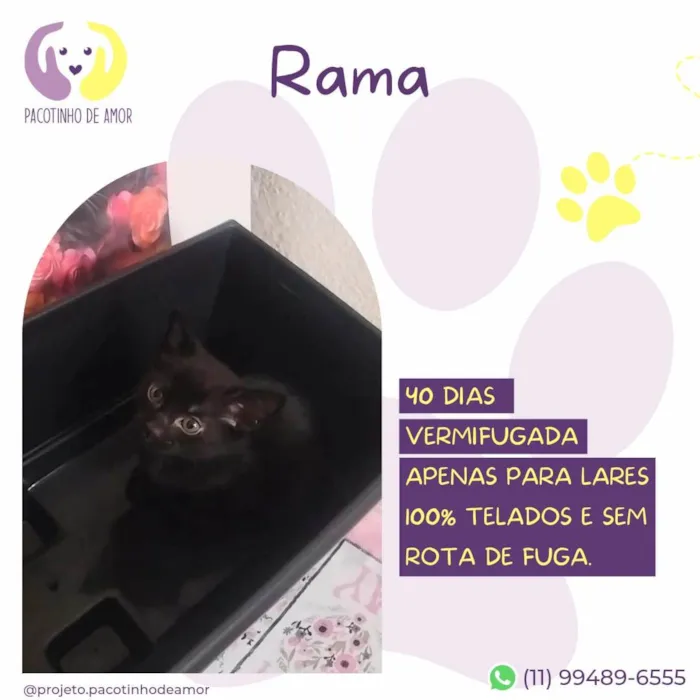Cachorro ra a SRD-ViraLata idade Abaixo de 2 meses nome Rama