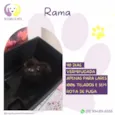 Rama